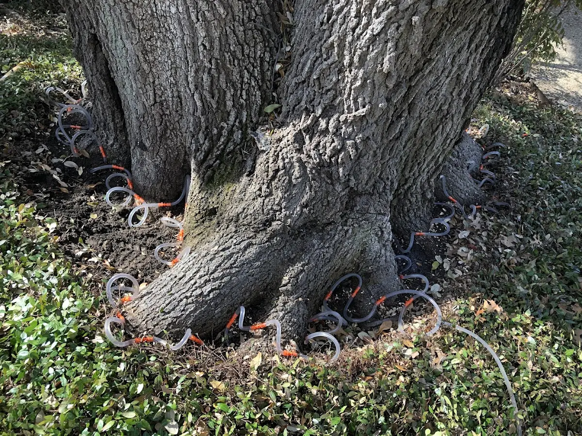 Detailed Tree Cabling and Bracing job site in Hubertus