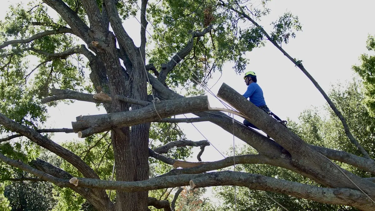 Professional Crown Thinning performed by certified arborists in Hubertus